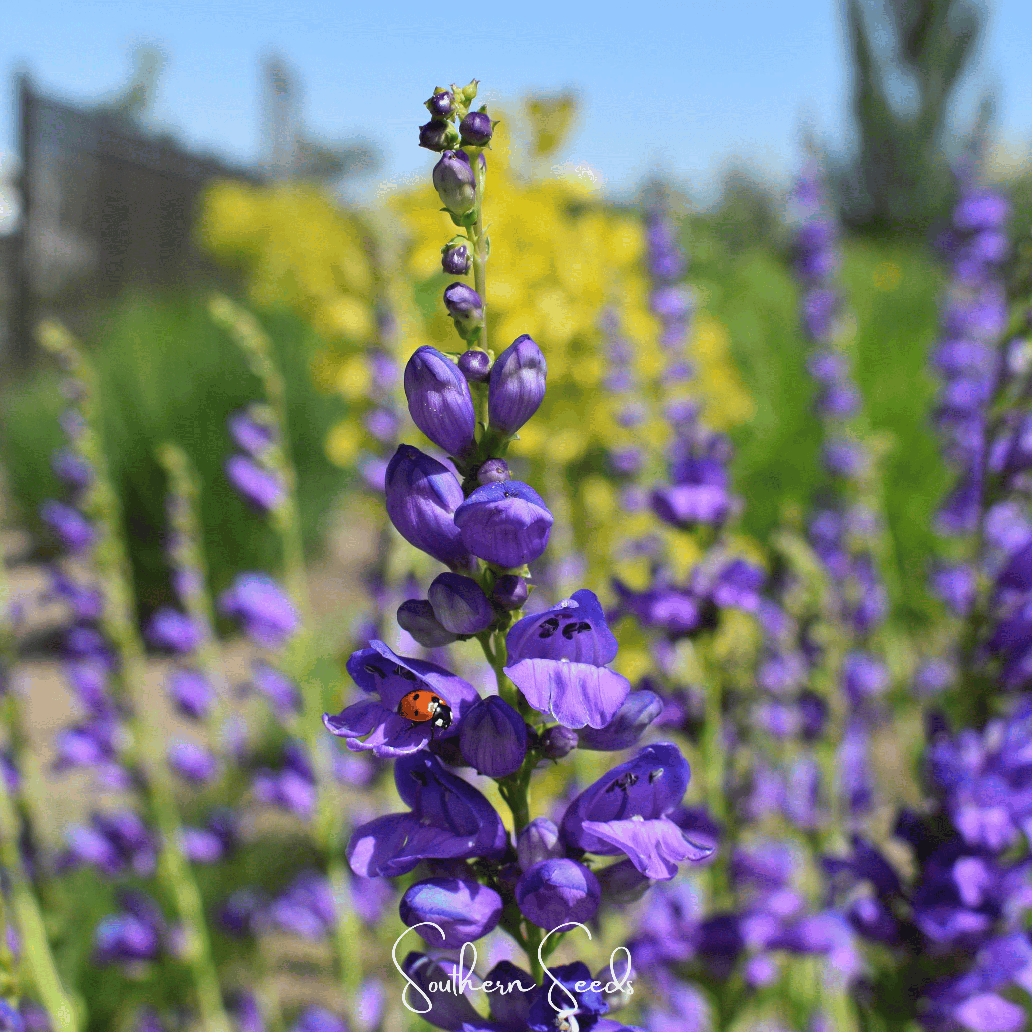 Rocky Mountain Penstemon – 100 Seeds | Seeds | Wiccan Center