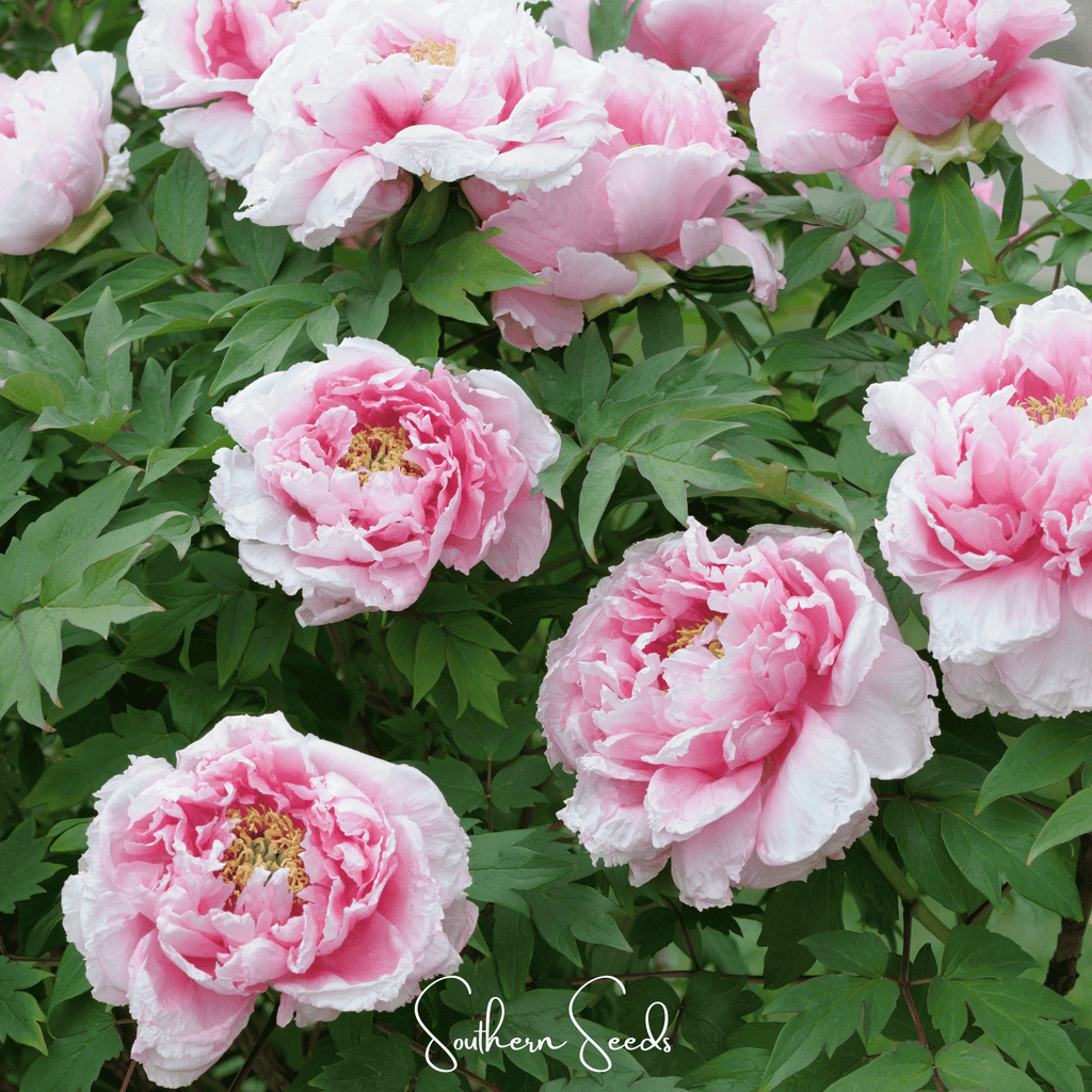 Moutan Peony Tree – 10 Seeds | Seeds | Wiccan Center