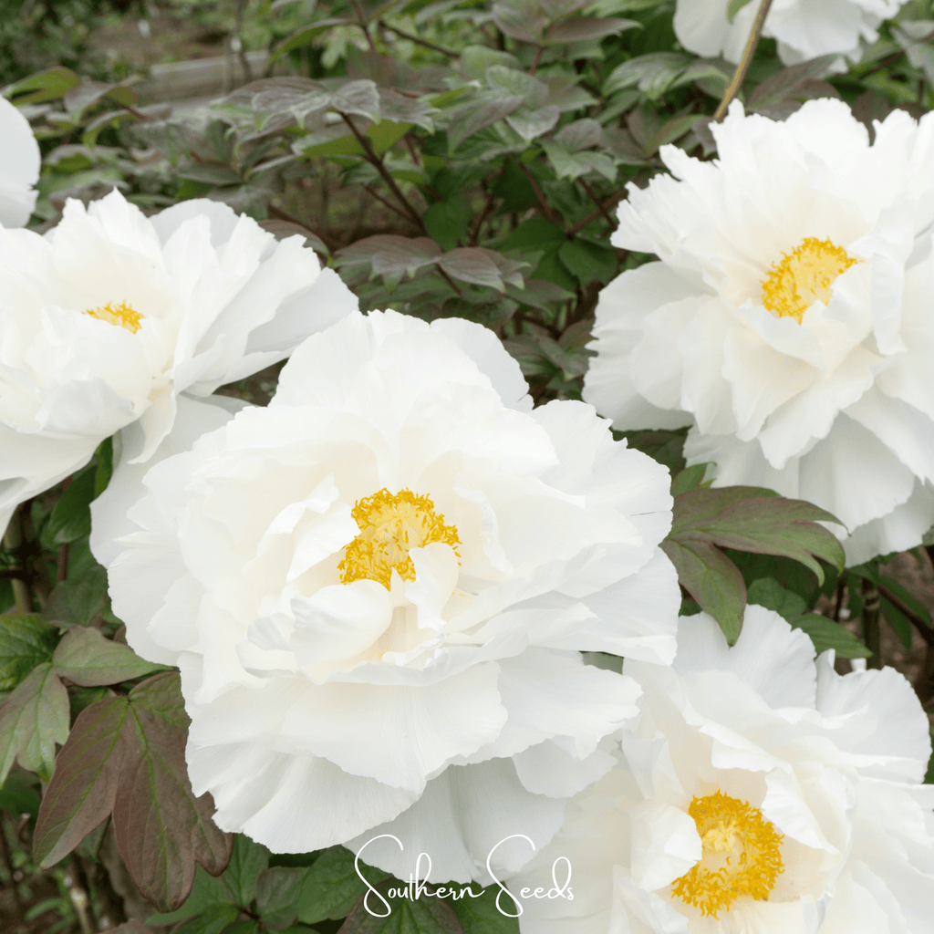Moutan Peony Tree – 10 Seeds | Seeds | Wiccan Center