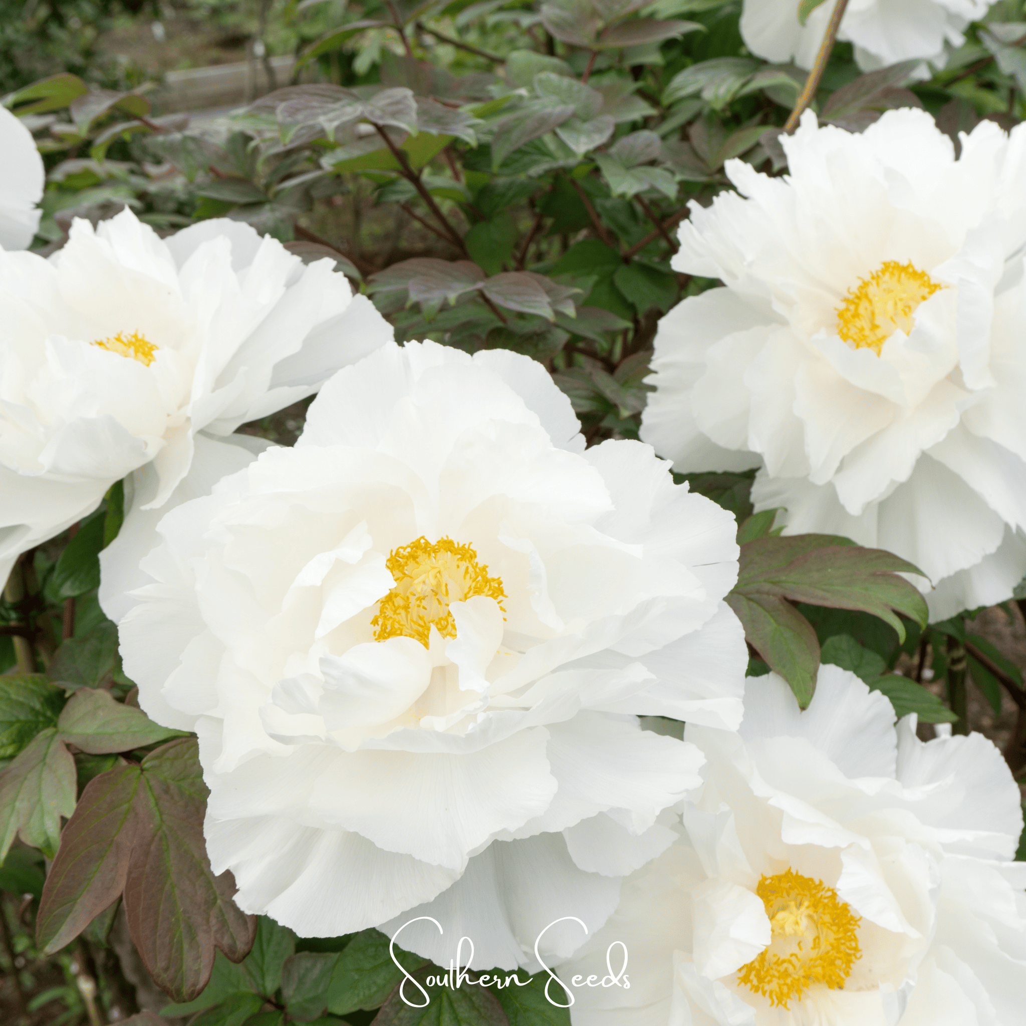 Moutan Peony Tree – 10 Seeds | Seeds | Wiccan Center