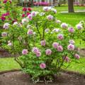 Moutan Peony Tree – 10 Seeds | Seeds | Wiccan Center