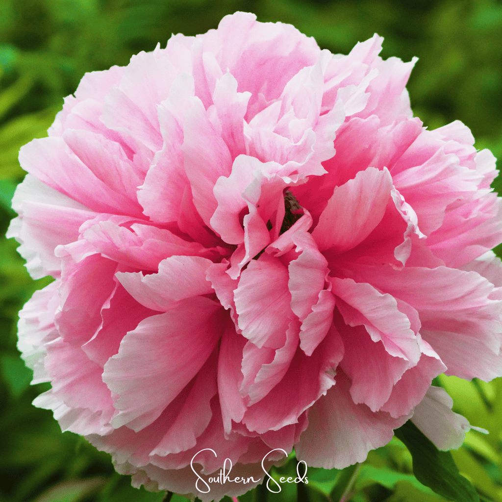 Moutan Peony Tree – 10 Seeds | Seeds | Wiccan Center