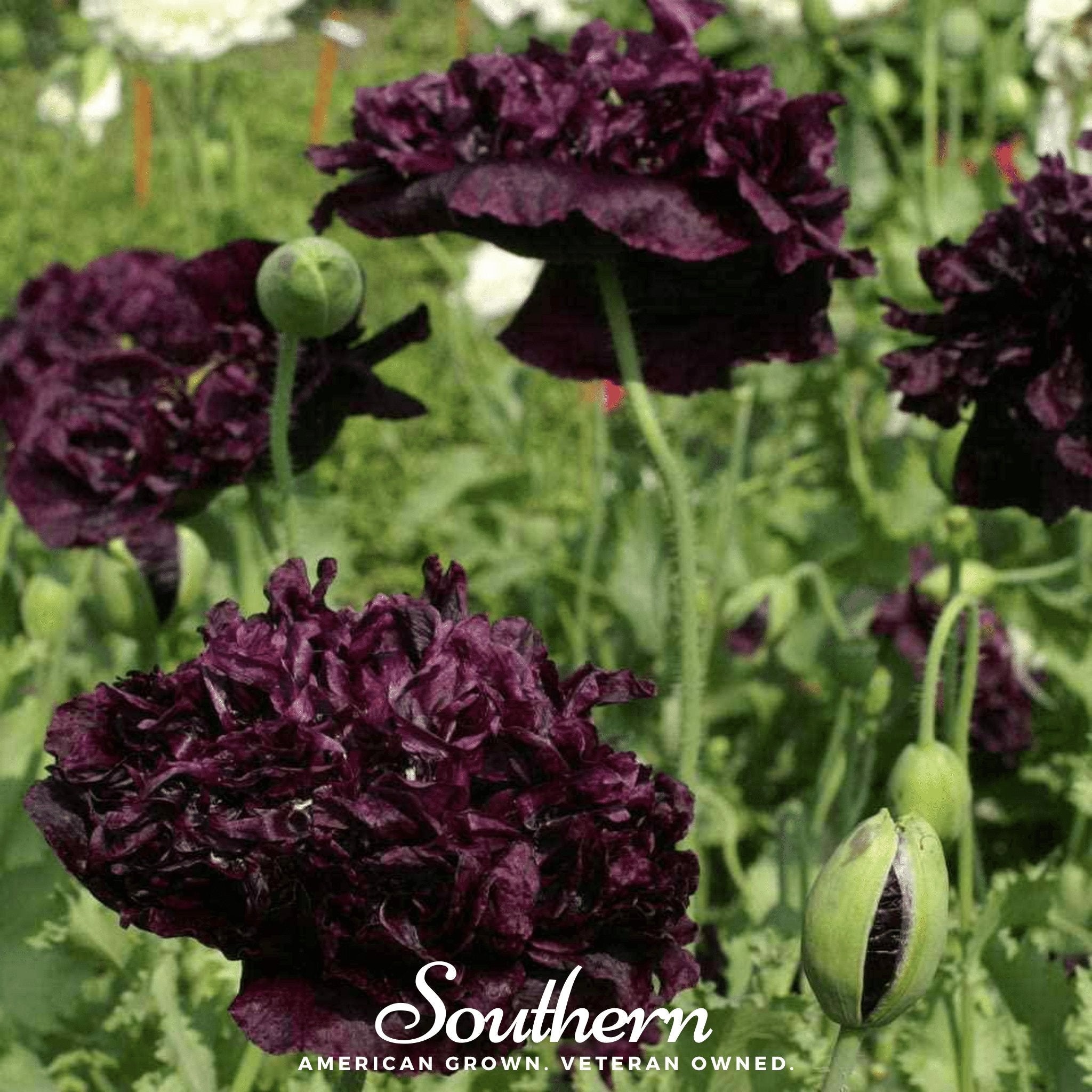 Black Peony Poppy – 100 Seeds | | Wiccan Center