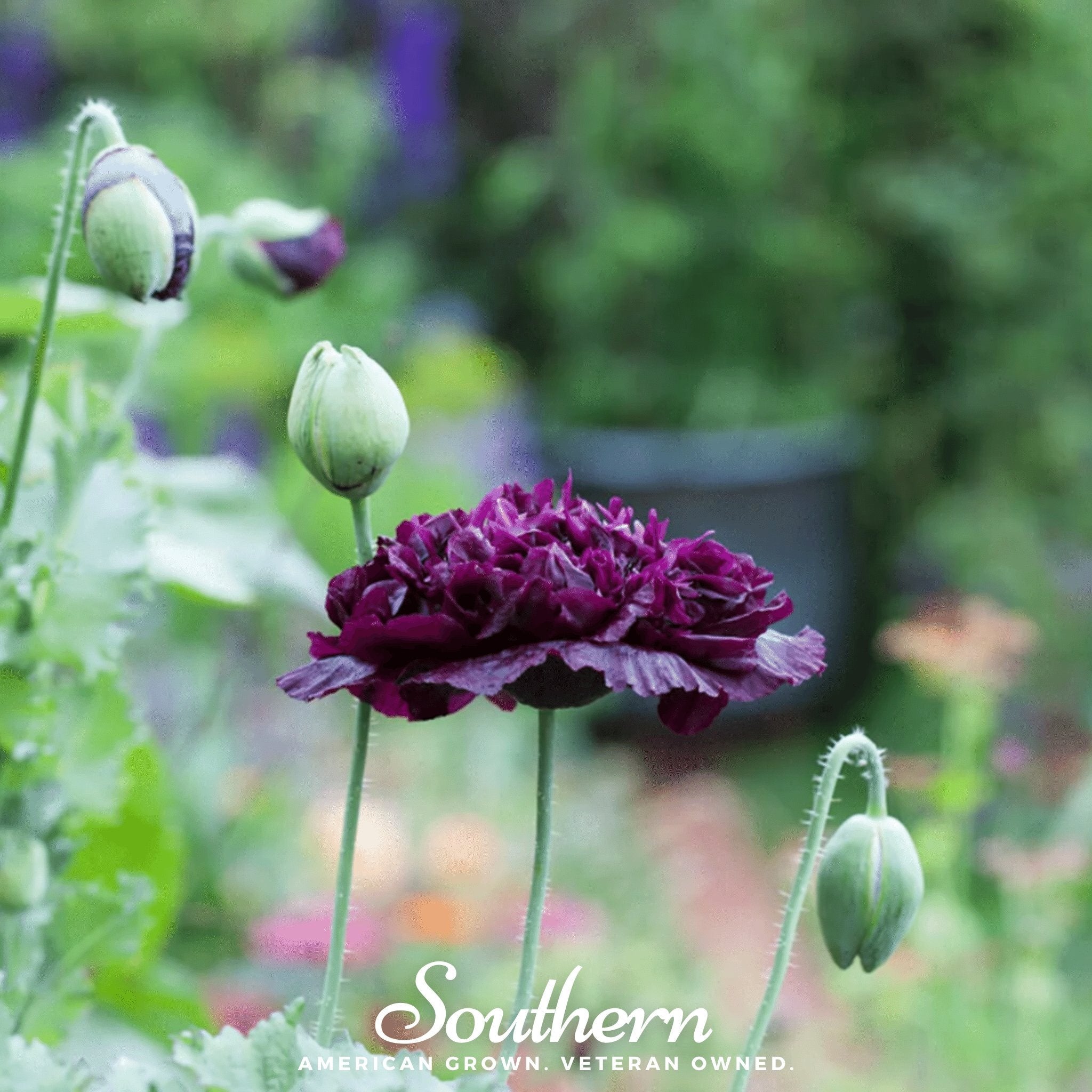 Black Peony Poppy – 100 Seeds | | Wiccan Center