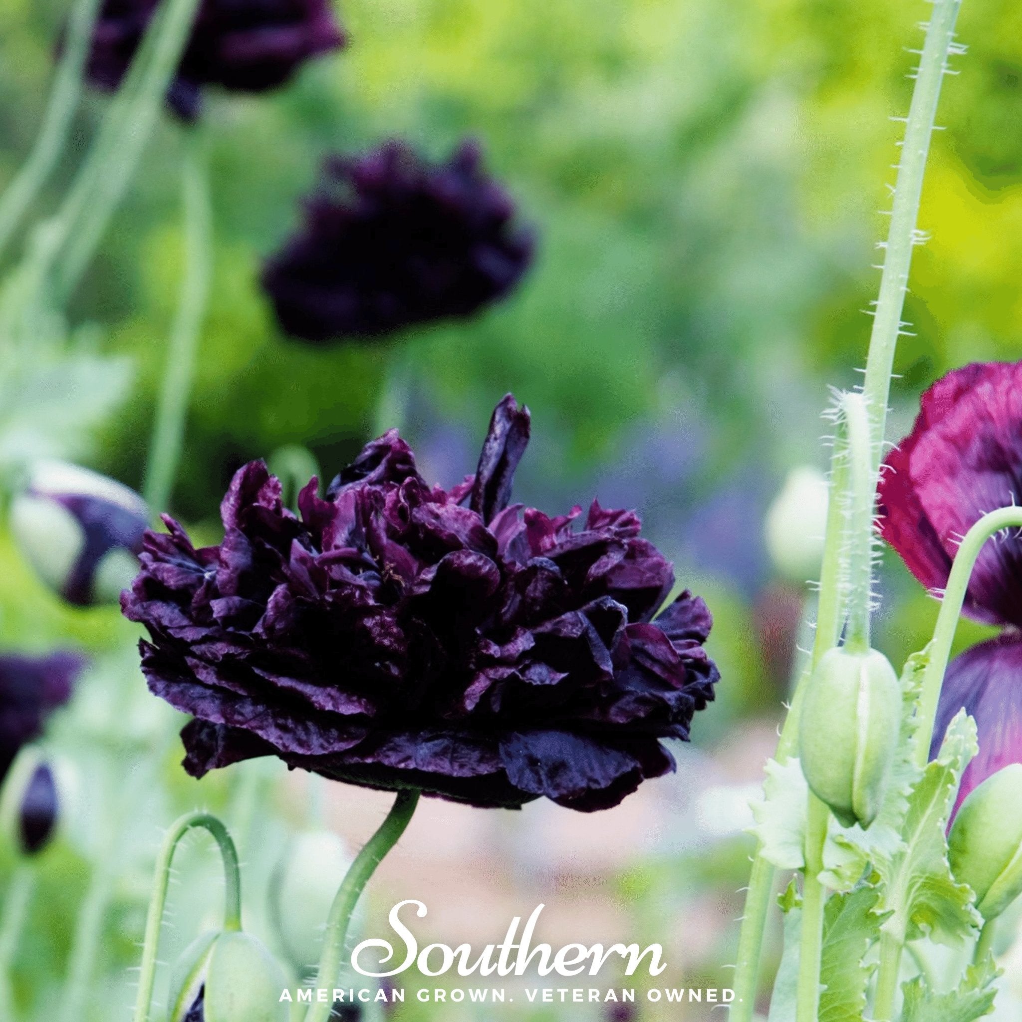 Black Peony Poppy – 100 Seeds | | Wiccan Center