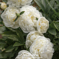 Cream Peony Poppy – 100 Seeds | | Wiccan Center
