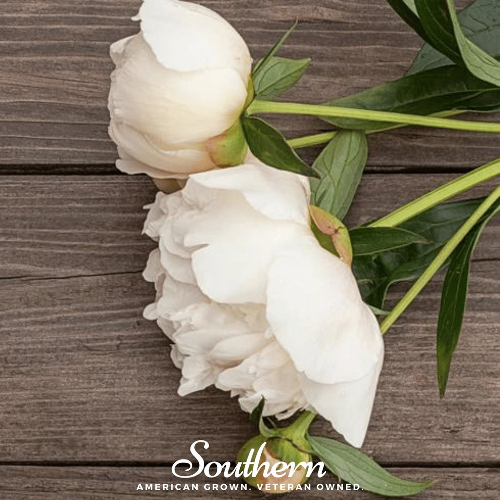 Cream Peony Poppy – 100 Seeds | | Wiccan Center