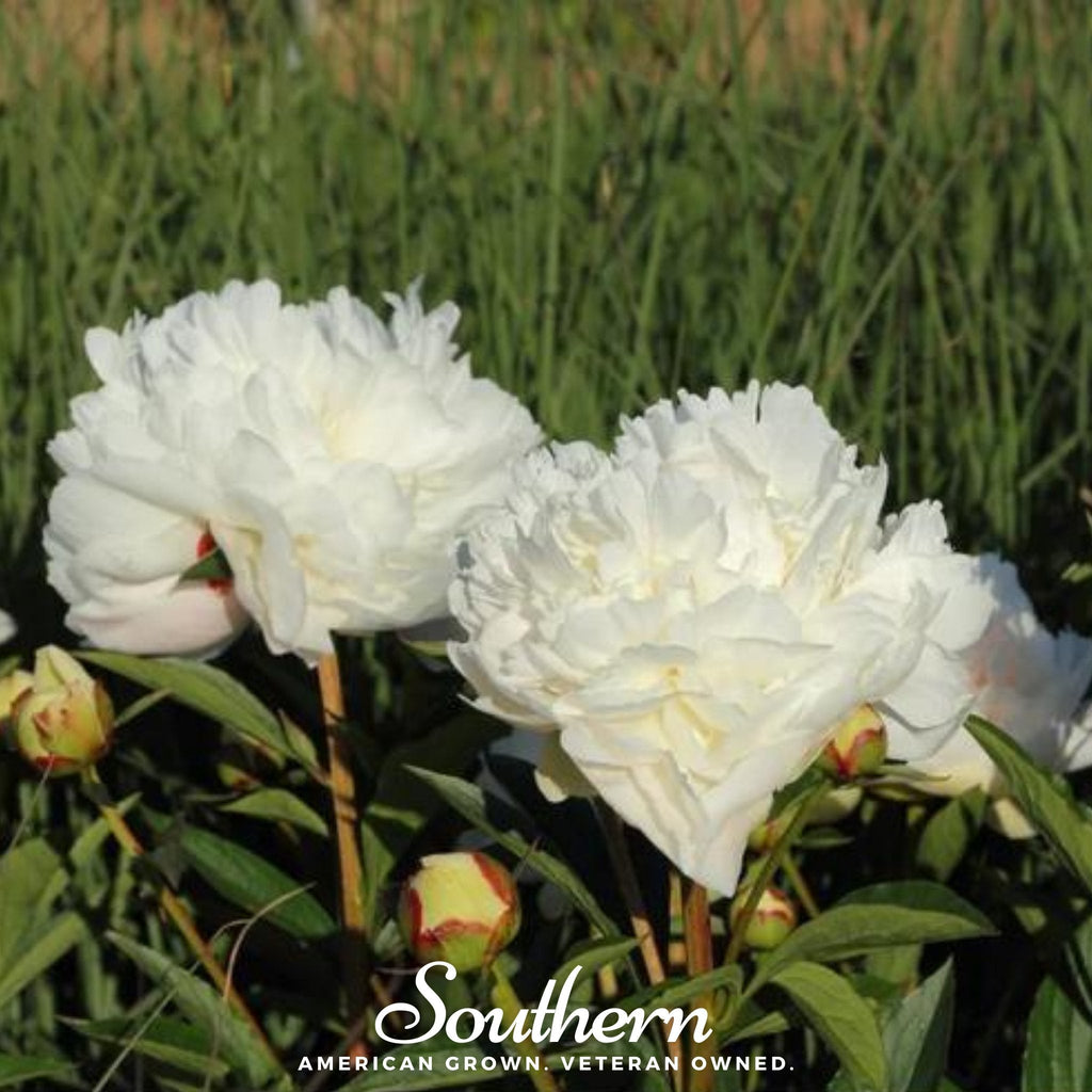 Cream Peony Poppy – 100 Seeds | | Wiccan Center