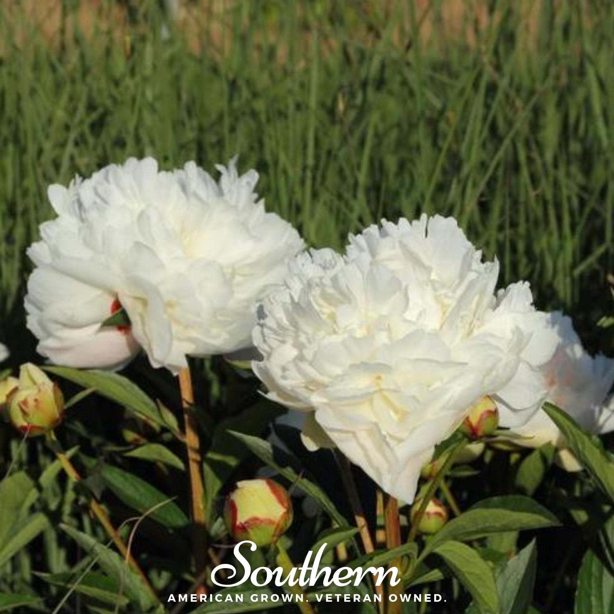 Cream Peony Poppy – 100 Seeds | | Wiccan Center
