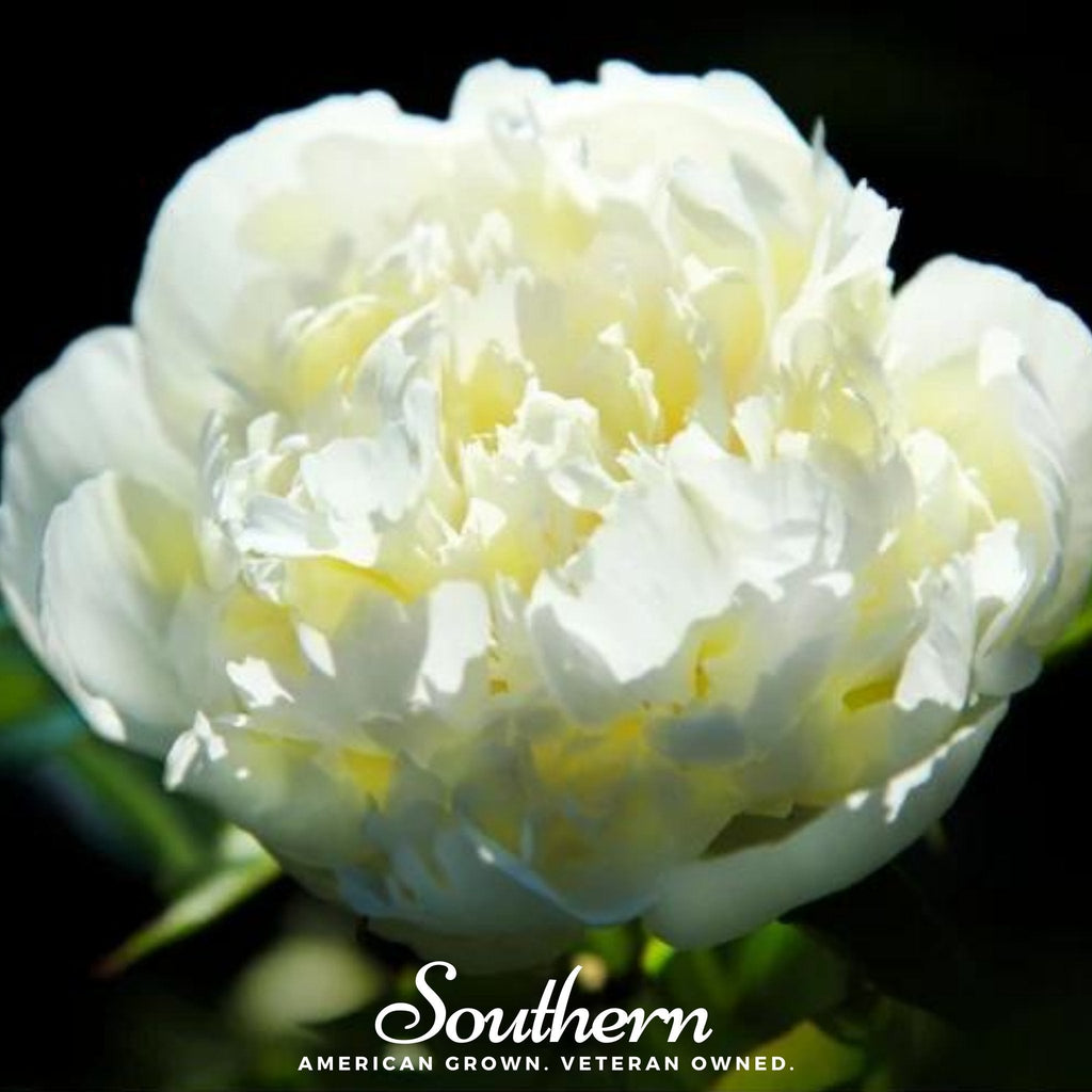 Cream Peony Poppy – 100 Seeds | | Wiccan Center