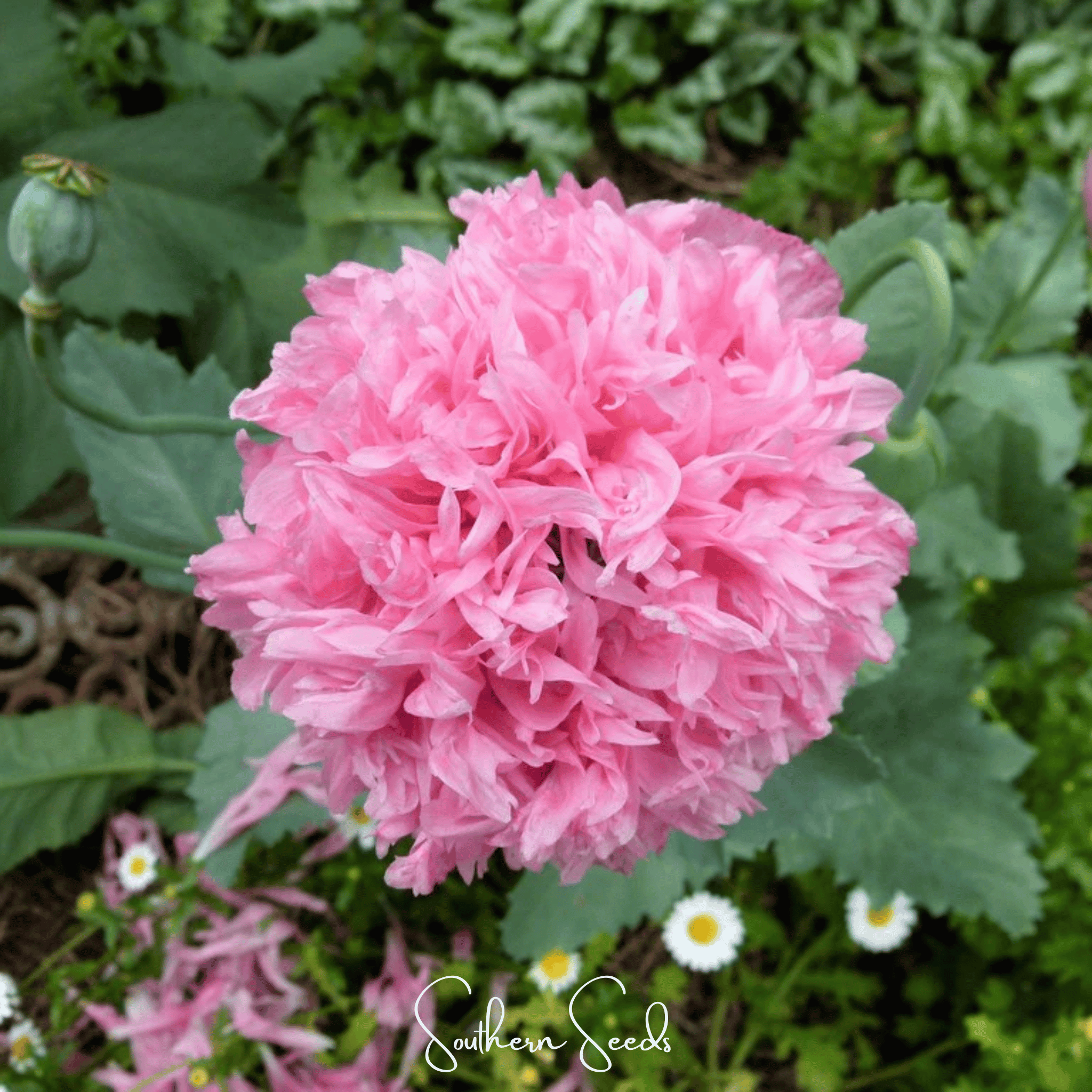 Pale Rose Peony Poppy – 100 Seeds | Seeds | Wiccan Center