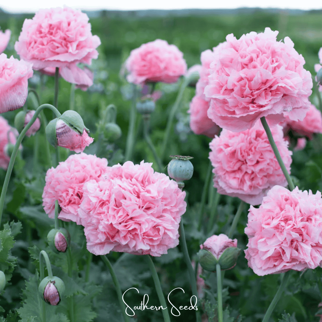Pale Rose Peony Poppy – 100 Seeds | Seeds | Wiccan Center