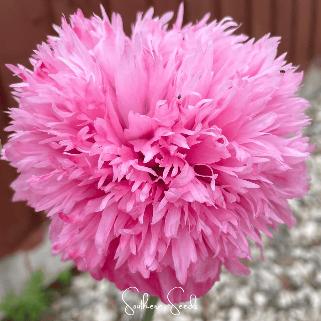 Pale Rose Peony Poppy – 100 Seeds | Seeds | Wiccan Center