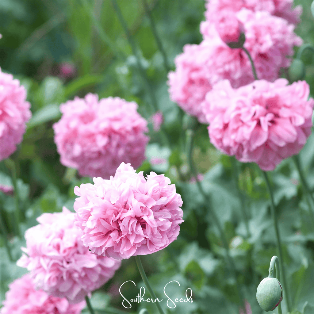 Pale Rose Peony Poppy – 100 Seeds | Seeds | Wiccan Center