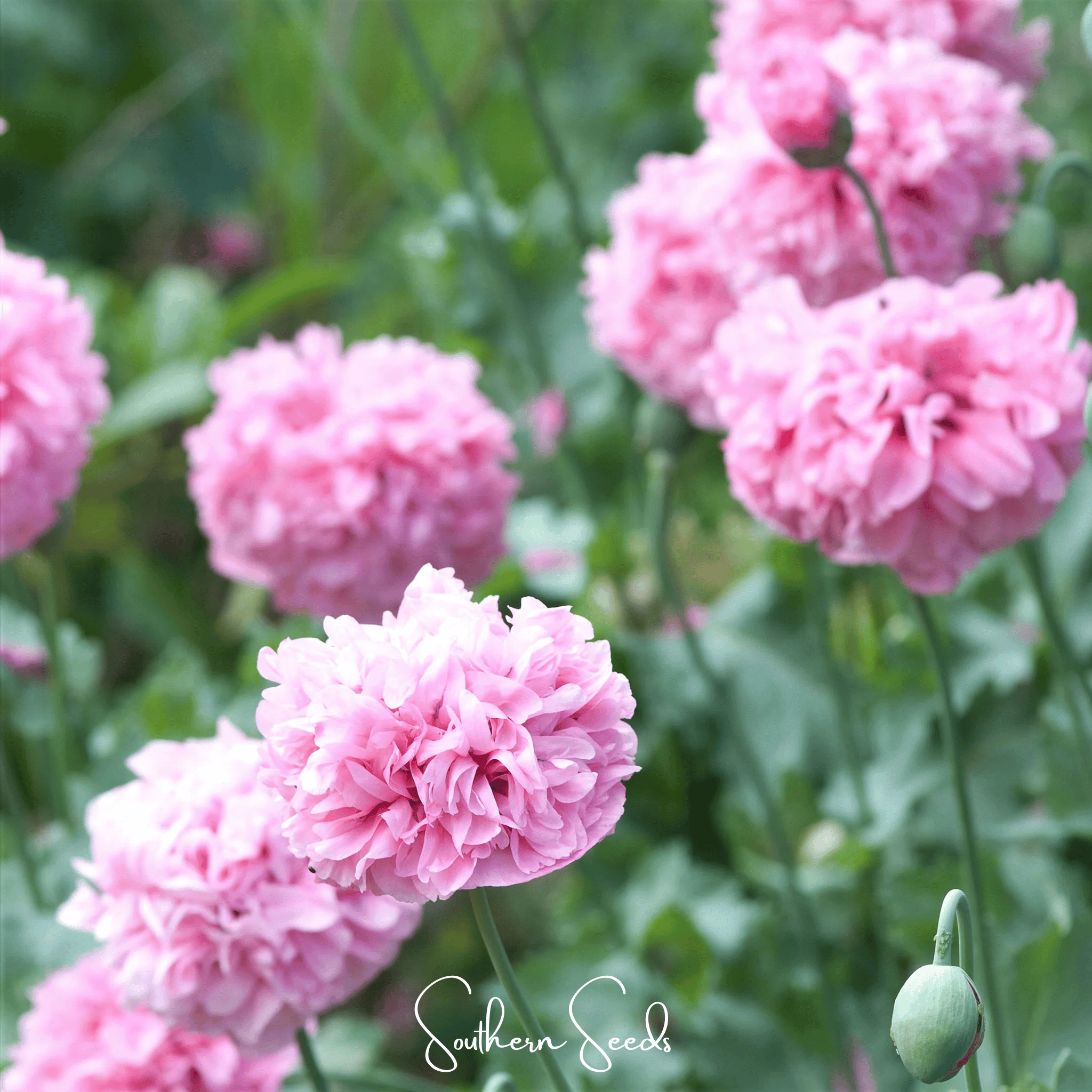 Pale Rose Peony Poppy – 100 Seeds | Seeds | Wiccan Center