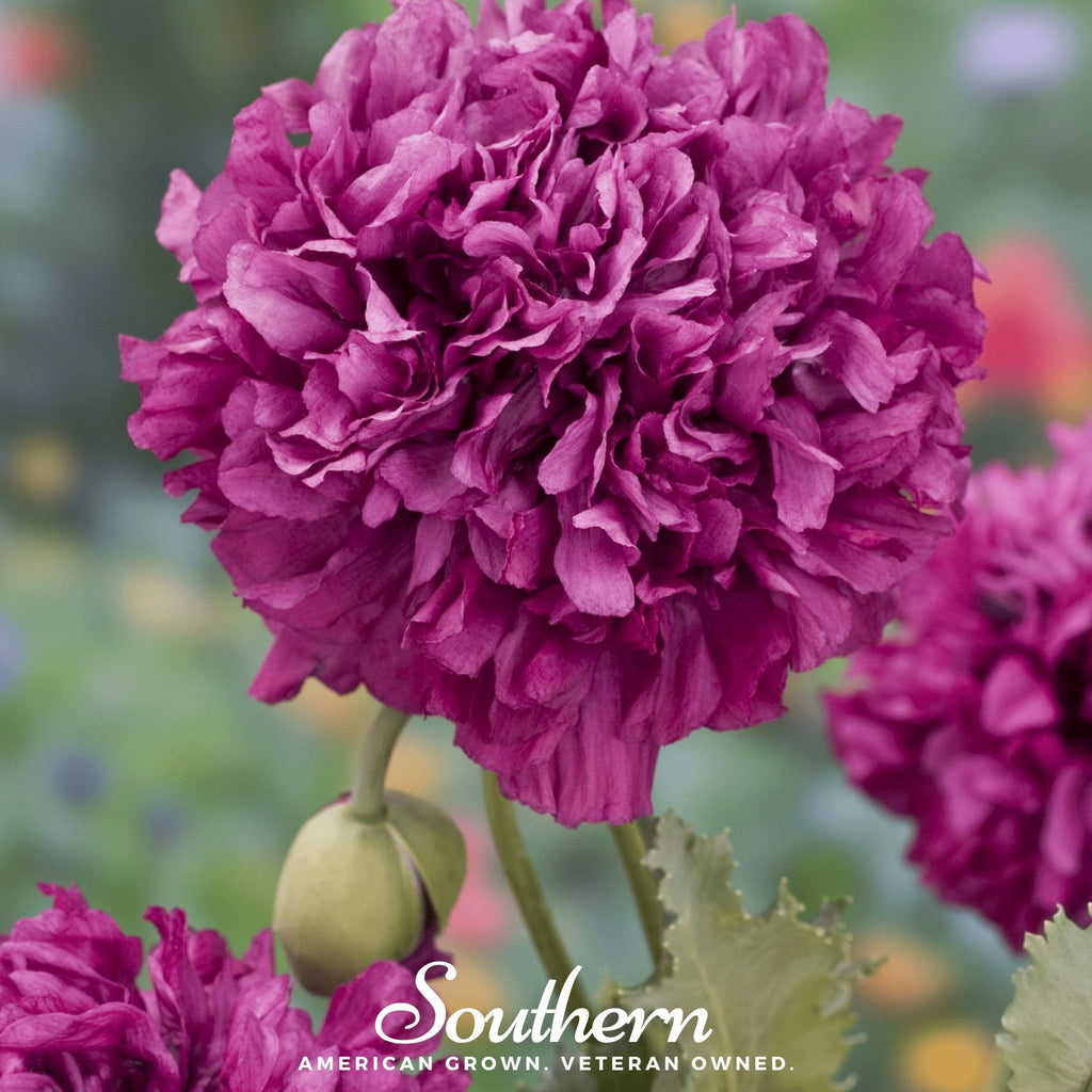 Purple Peony Poppy – 100 Seeds | | Wiccan Center