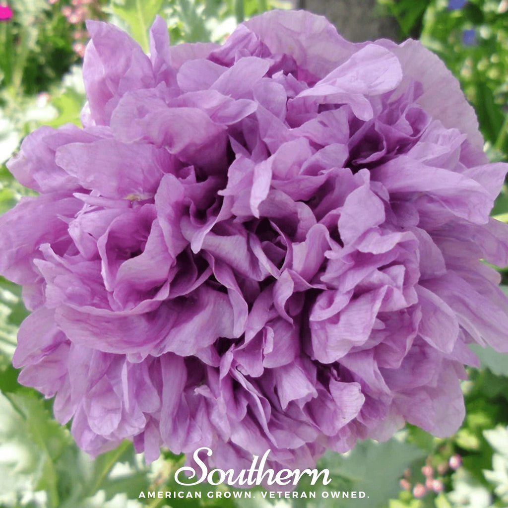 Purple Peony Poppy – 100 Seeds | | Wiccan Center