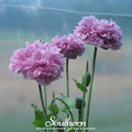 Purple Peony Poppy – 100 Seeds | | Wiccan Center