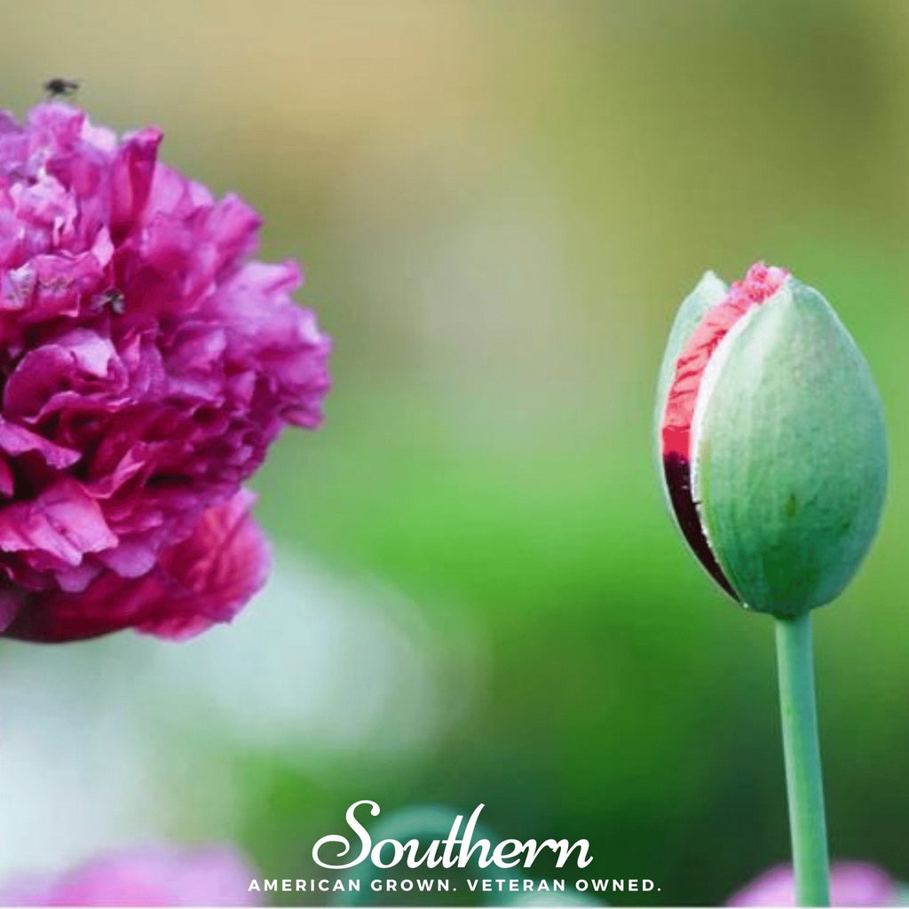 Purple Peony Poppy – 100 Seeds | | Wiccan Center