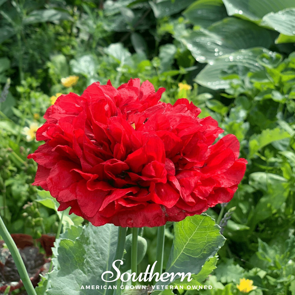 Red Peony Poppy – 100 Seeds | Seeds | Wiccan Center