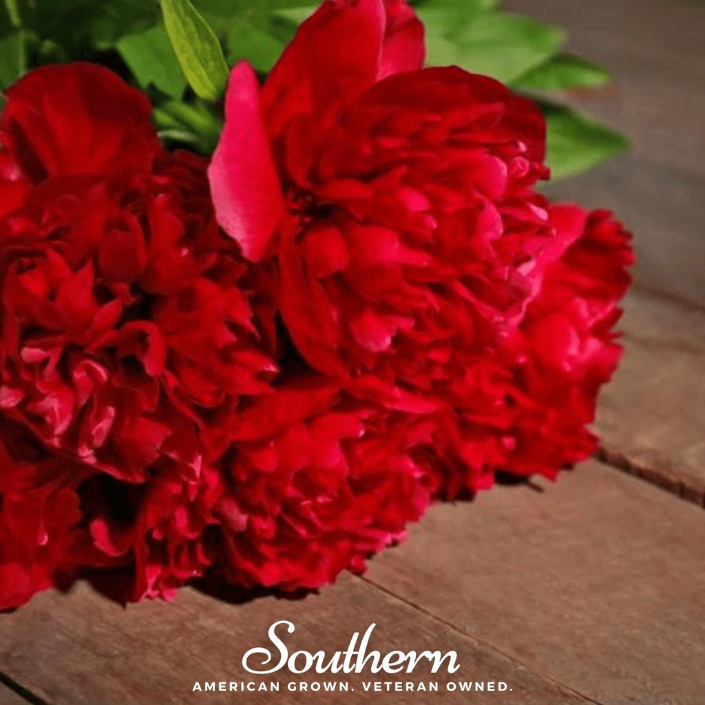 Red Peony Poppy – 100 Seeds | Seeds | Wiccan Center