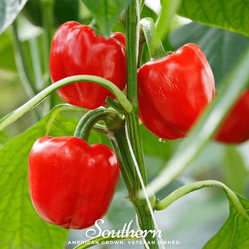 Big Red Sweet Bell Pepper – 30 Seeds | | Wiccan Center