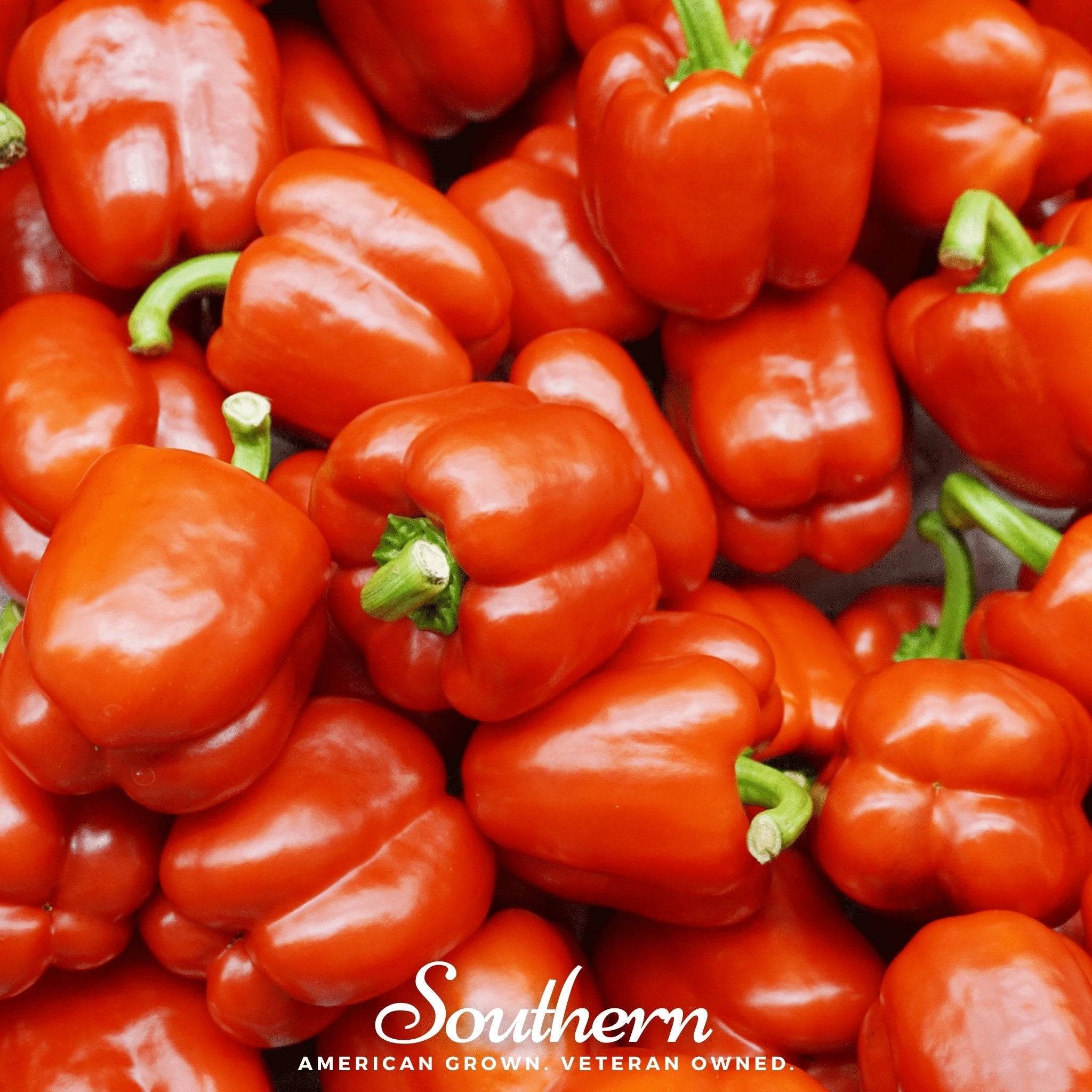 Big Red Sweet Bell Pepper – 30 Seeds | | Wiccan Center