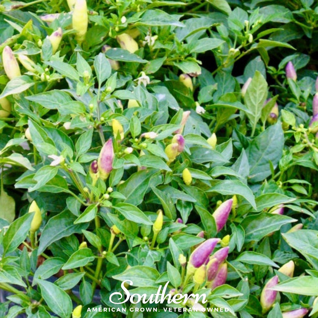 Birds Eye Chili Pepper – 30 Seeds | | Wiccan Center