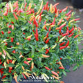 Birds Eye Chili Pepper – 30 Seeds | | Wiccan Center