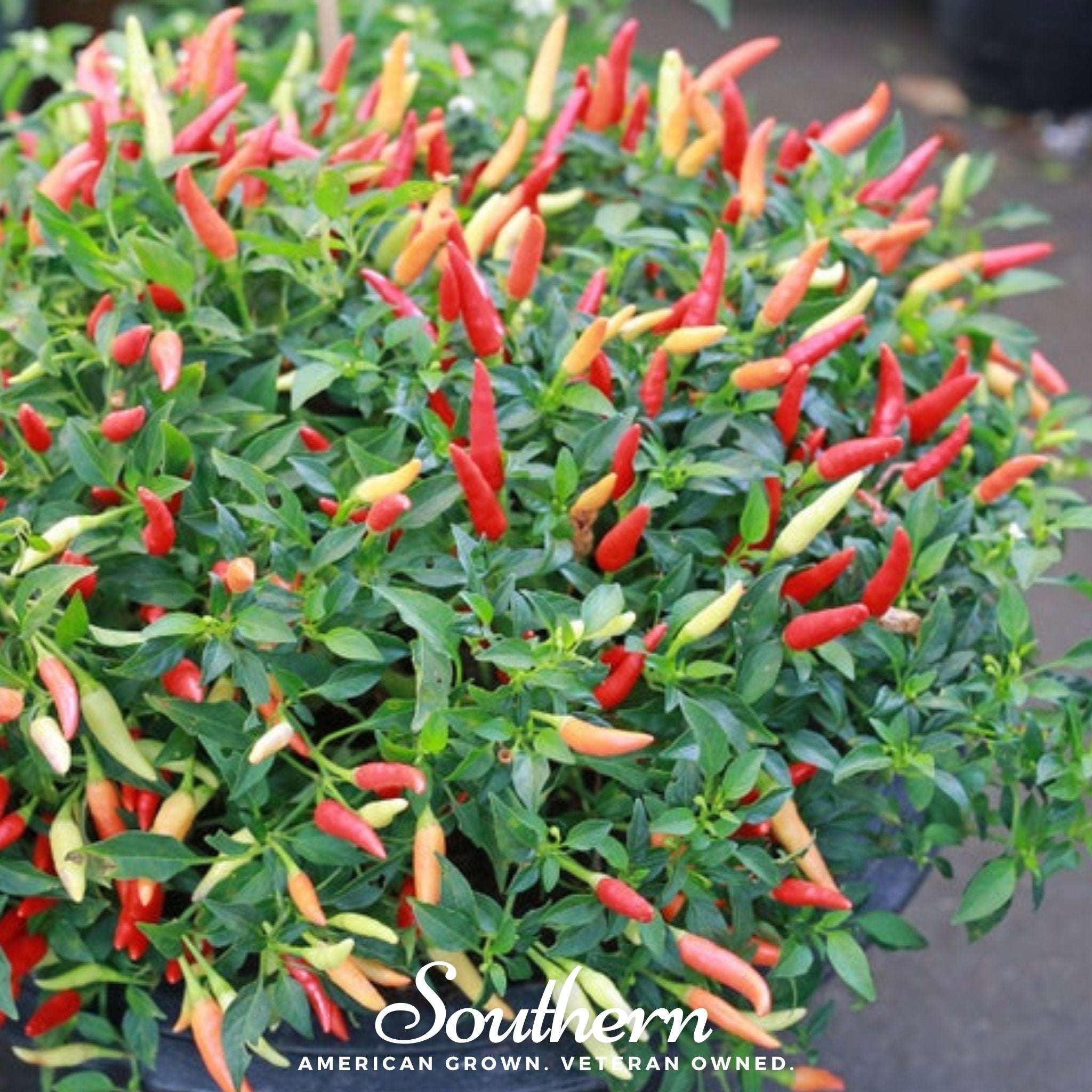 Birds Eye Chili Pepper – 30 Seeds | | Wiccan Center