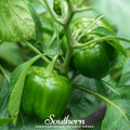 Cal Wonder Sweet Bell Pepper – 30 Seeds | | Wiccan Center