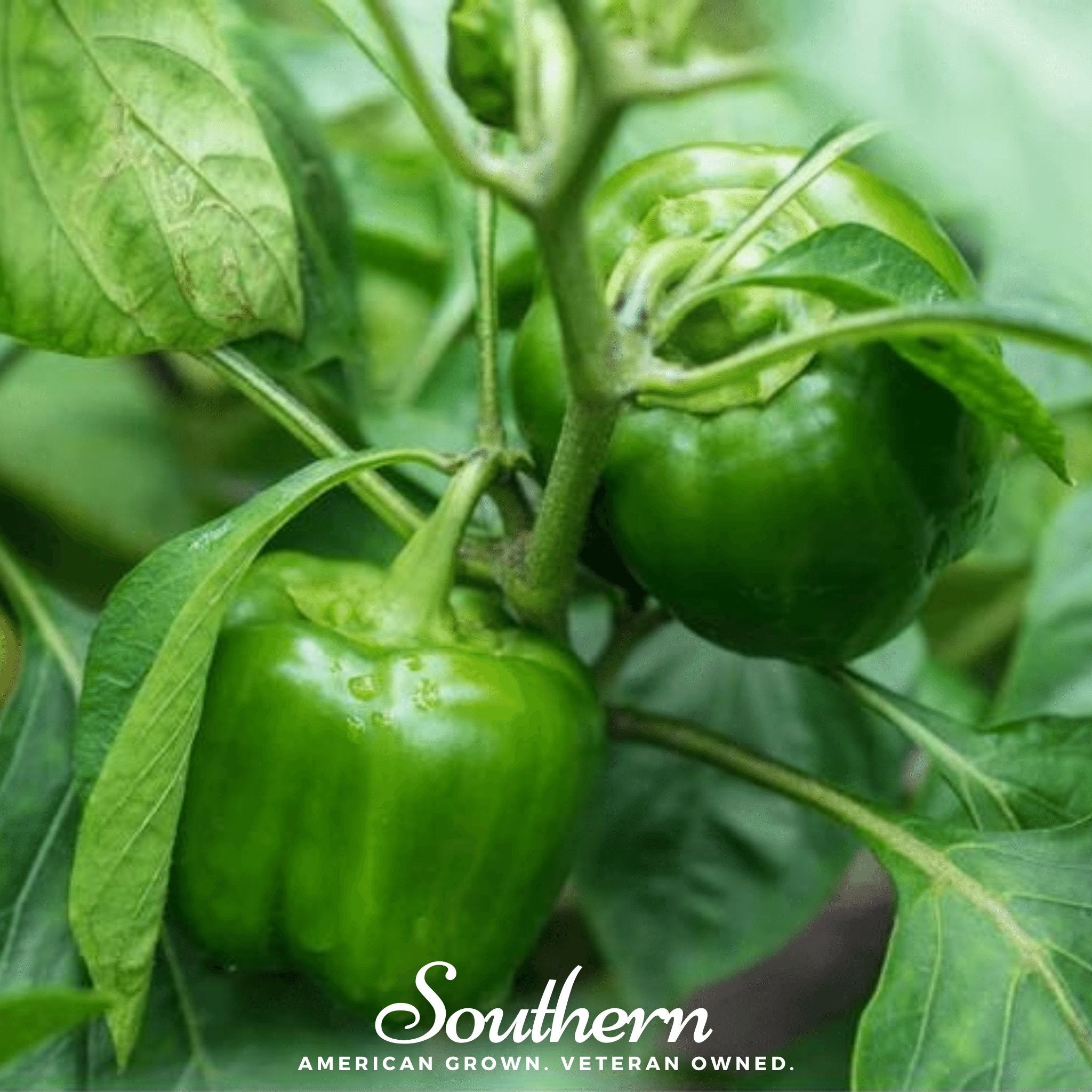 Cal Wonder Sweet Bell Pepper – 30 Seeds | | Wiccan Center