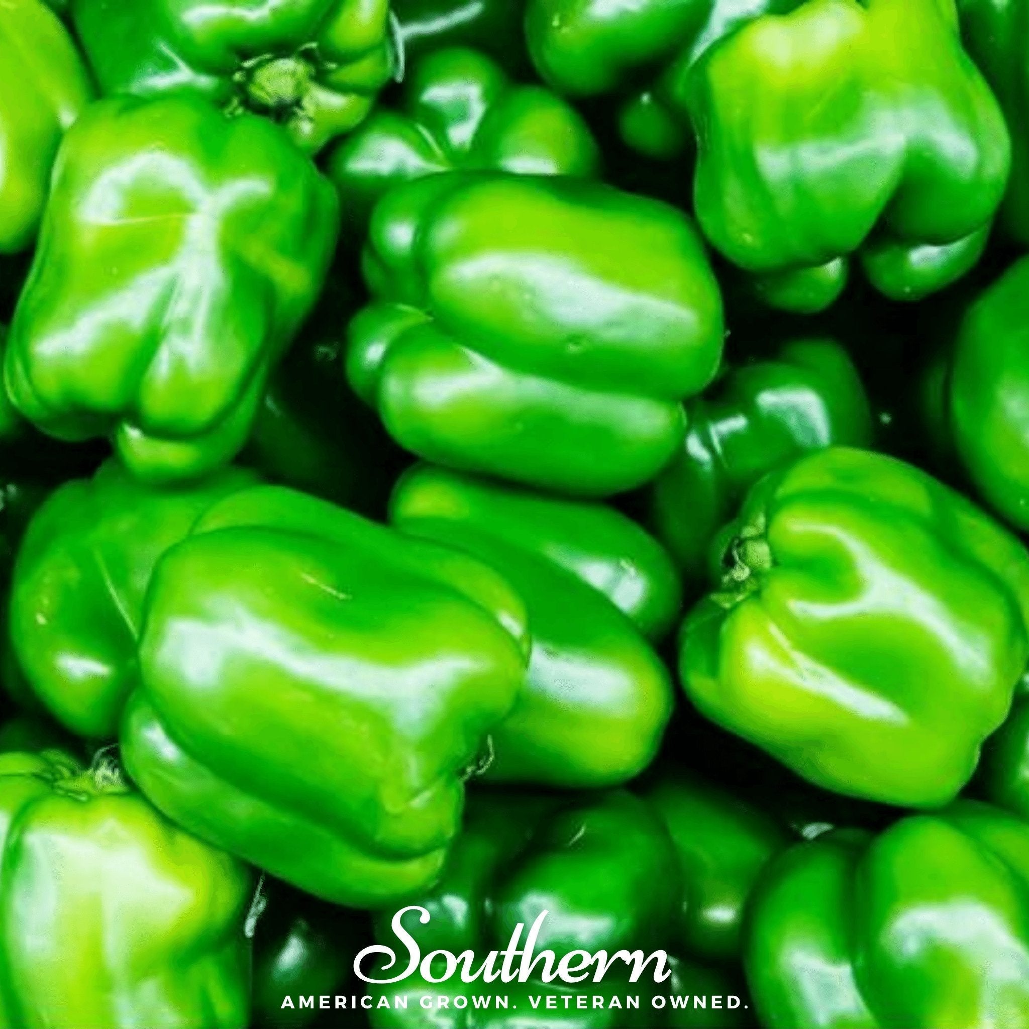 Cal Wonder Sweet Bell Pepper – 30 Seeds | | Wiccan Center