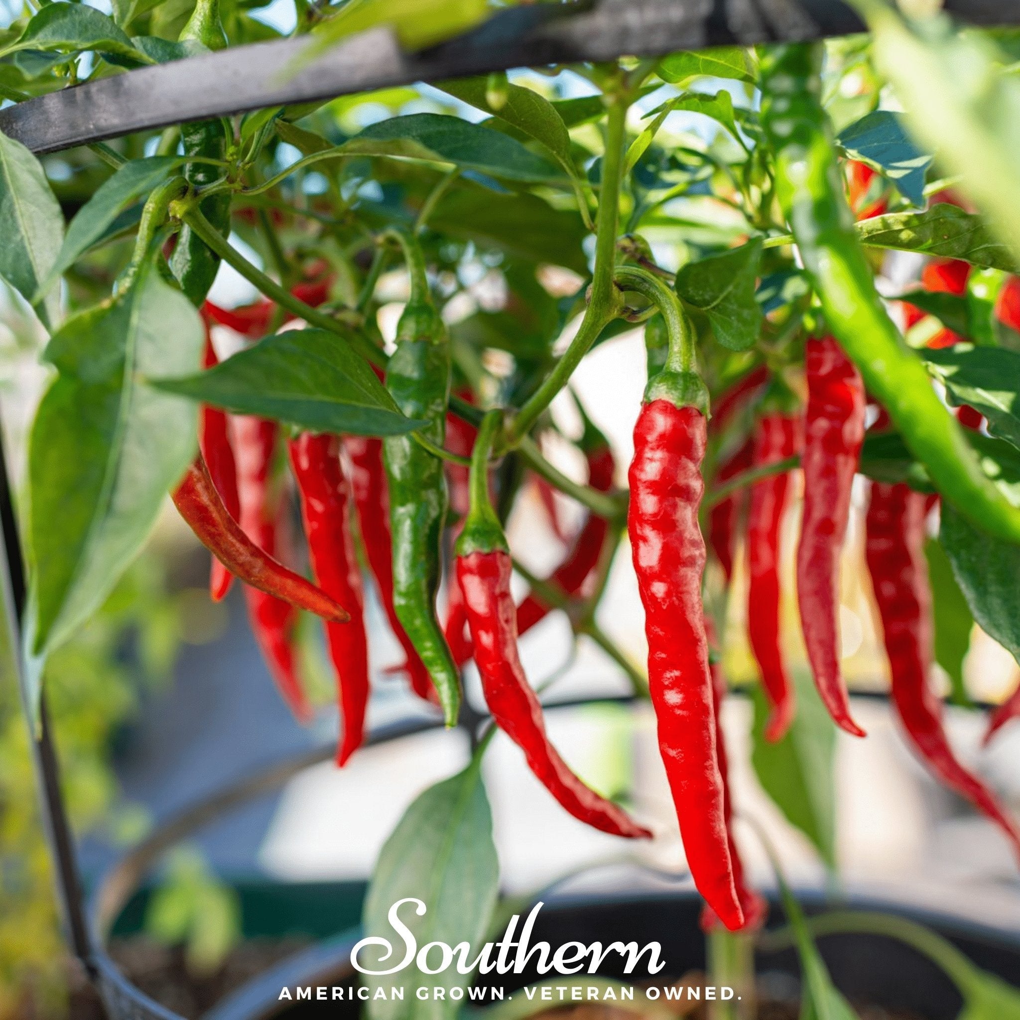 Cayenne Long Slim Pepper – 30 Seeds | | Wiccan Center