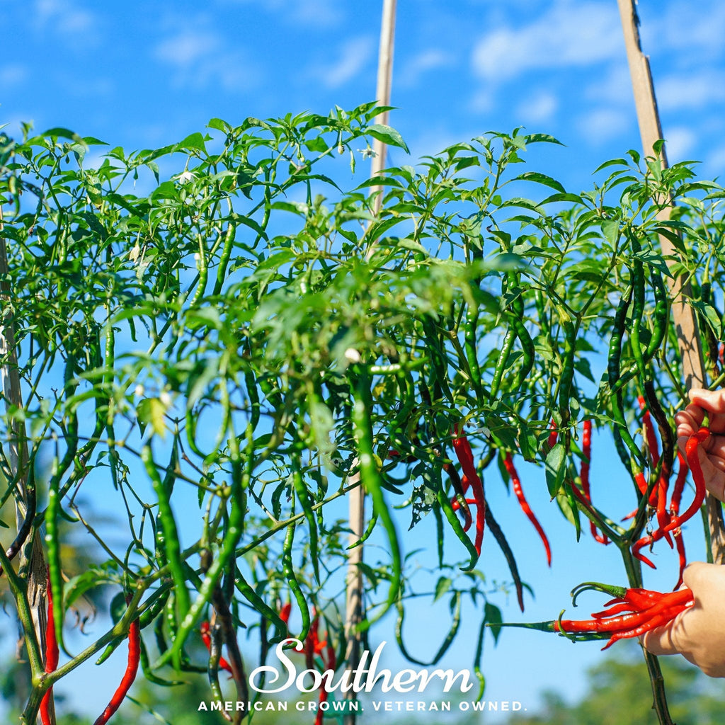 Cayenne Long Slim Pepper – 30 Seeds | | Wiccan Center