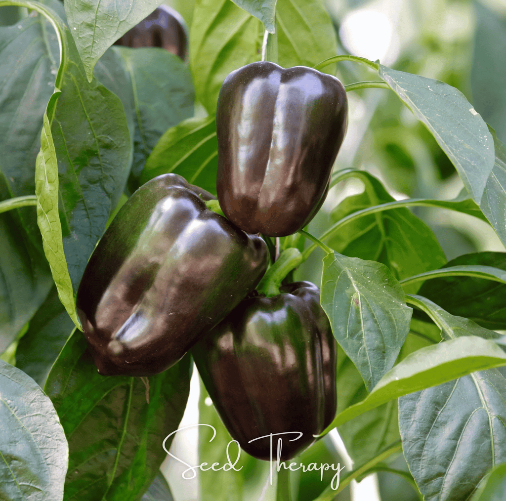 Chocolate Beauty Bell Pepper – 30 Seeds | Seeds | Wiccan Center