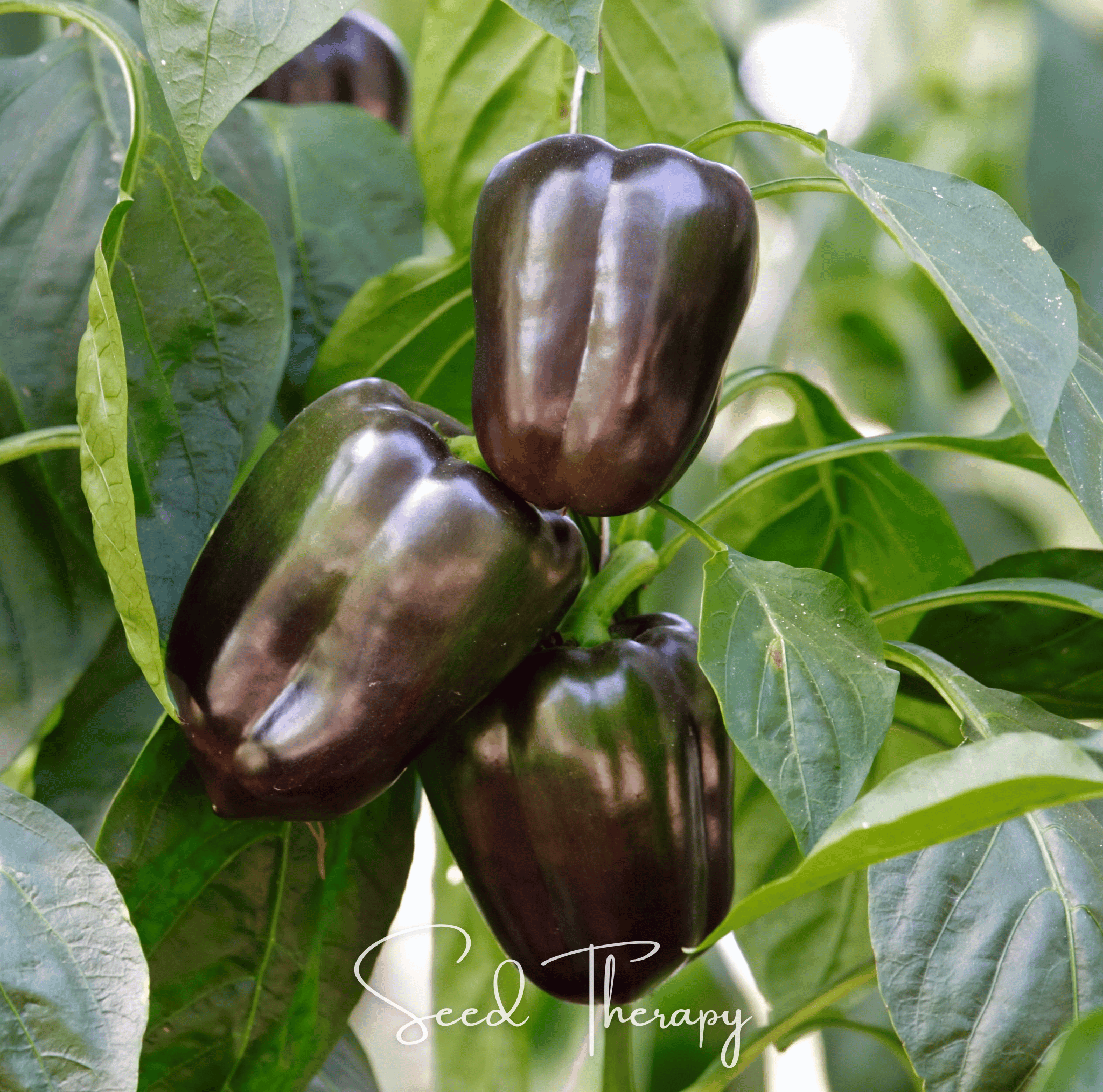 Chocolate Beauty Bell Pepper – 30 Seeds | Seeds | Wiccan Center