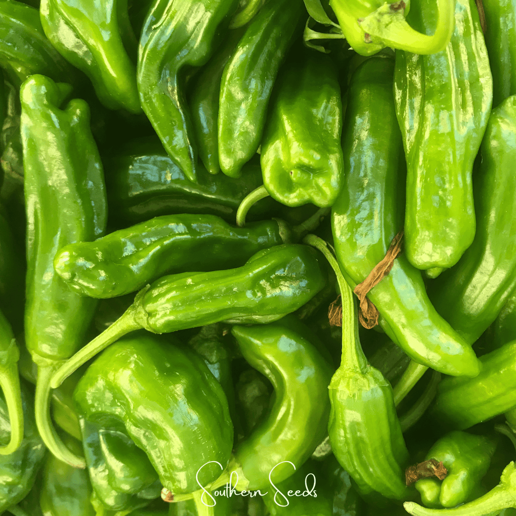 Cubanelle Sweet Pepper – 25 Seeds | Seeds | Wiccan Center