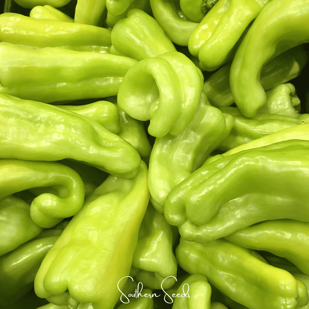 Cubanelle Sweet Pepper – 25 Seeds | Seeds | Wiccan Center
