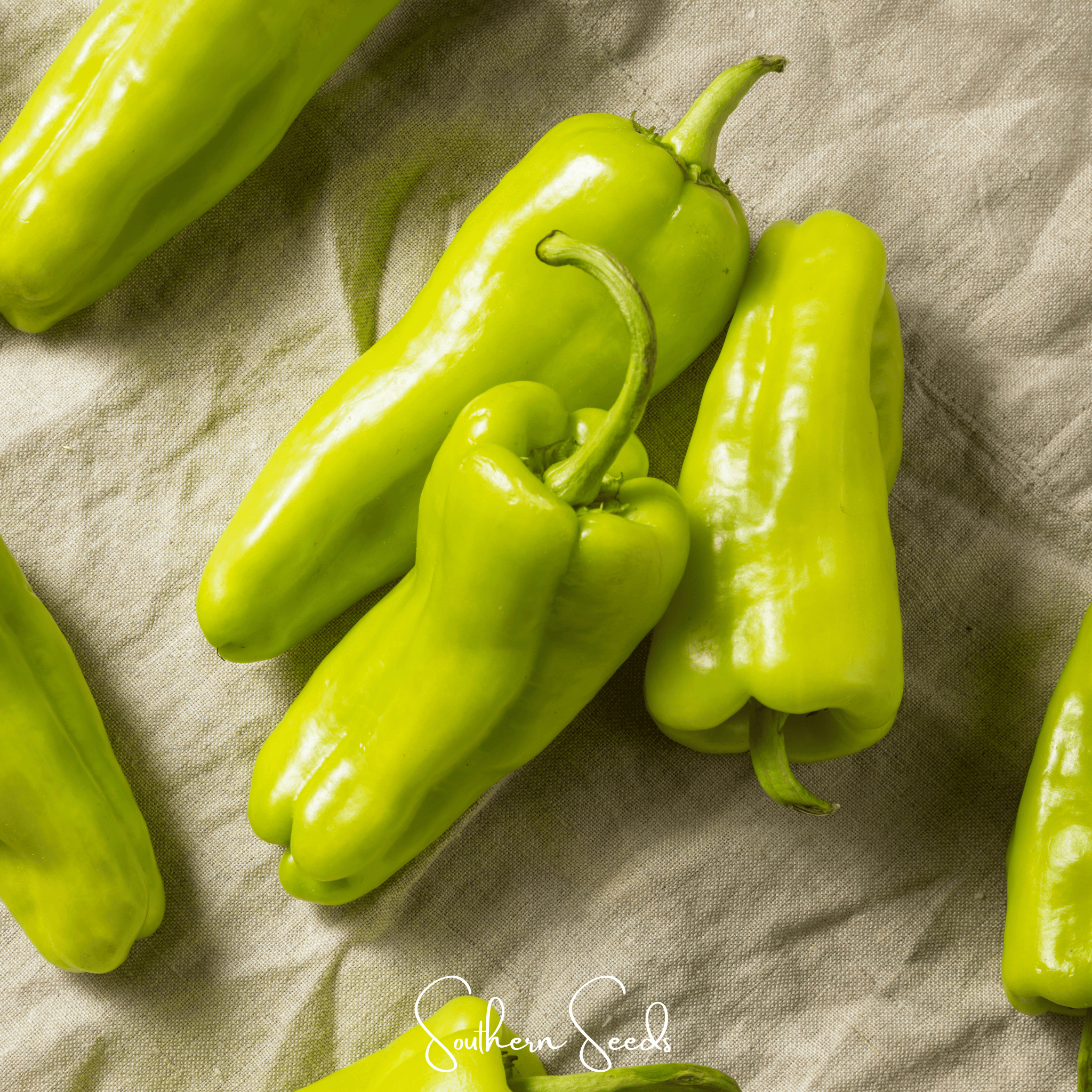 Cubanelle Sweet Pepper – 25 Seeds | Seeds | Wiccan Center