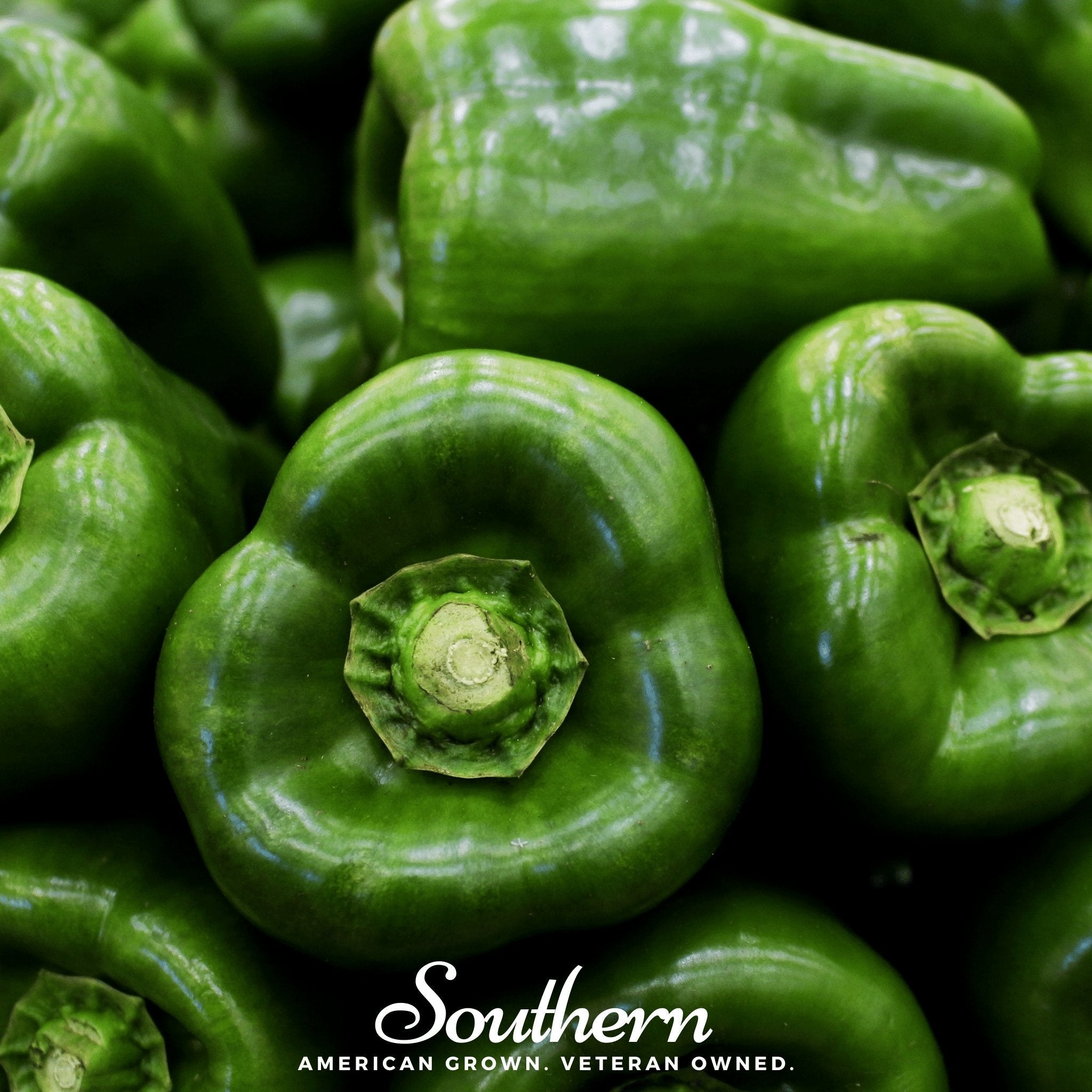 Emerald Giant Sweet Bell Pepper – 30 Seeds | | Wiccan Center