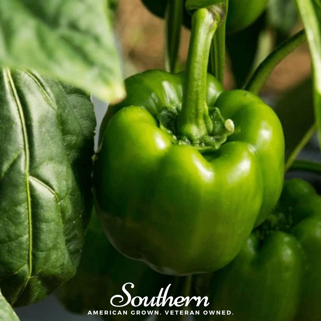 Emerald Giant Sweet Bell Pepper – 30 Seeds | | Wiccan Center