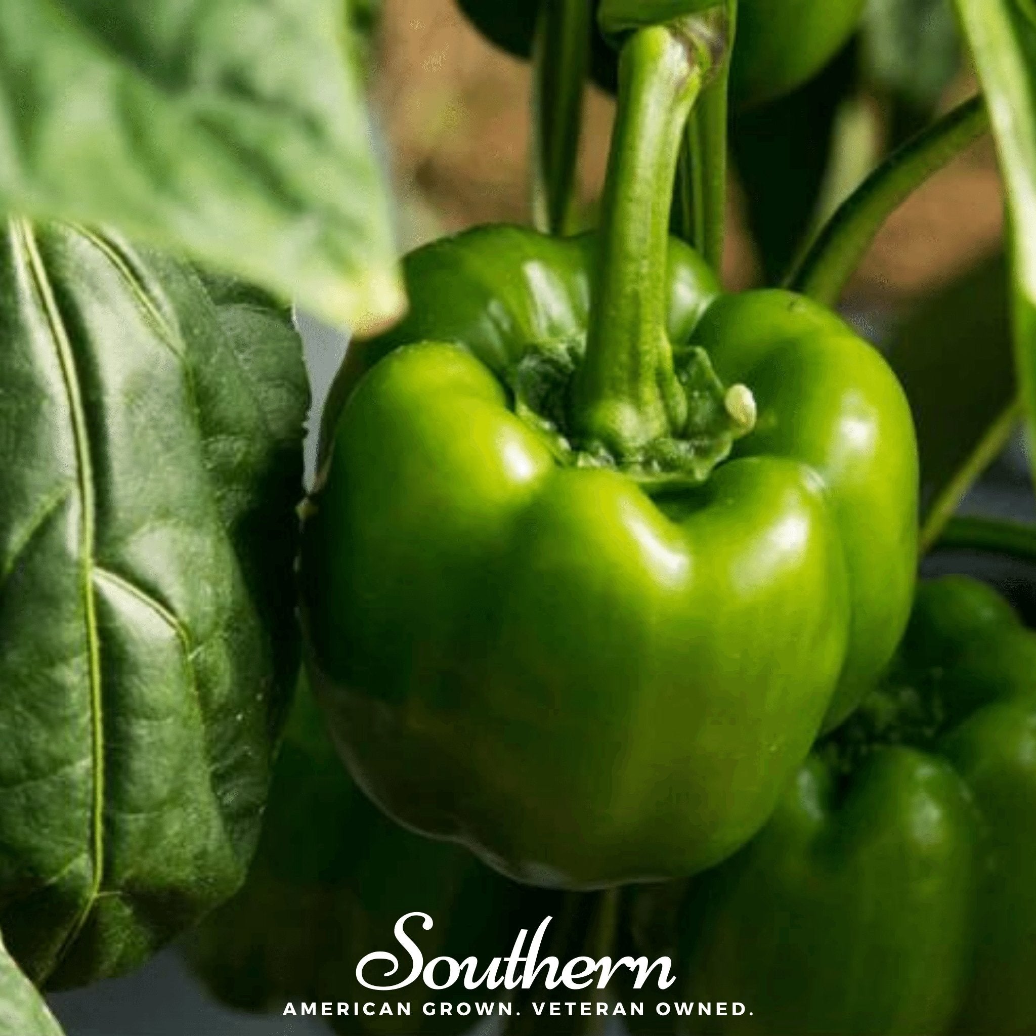Emerald Giant Sweet Bell Pepper – 30 Seeds | | Wiccan Center