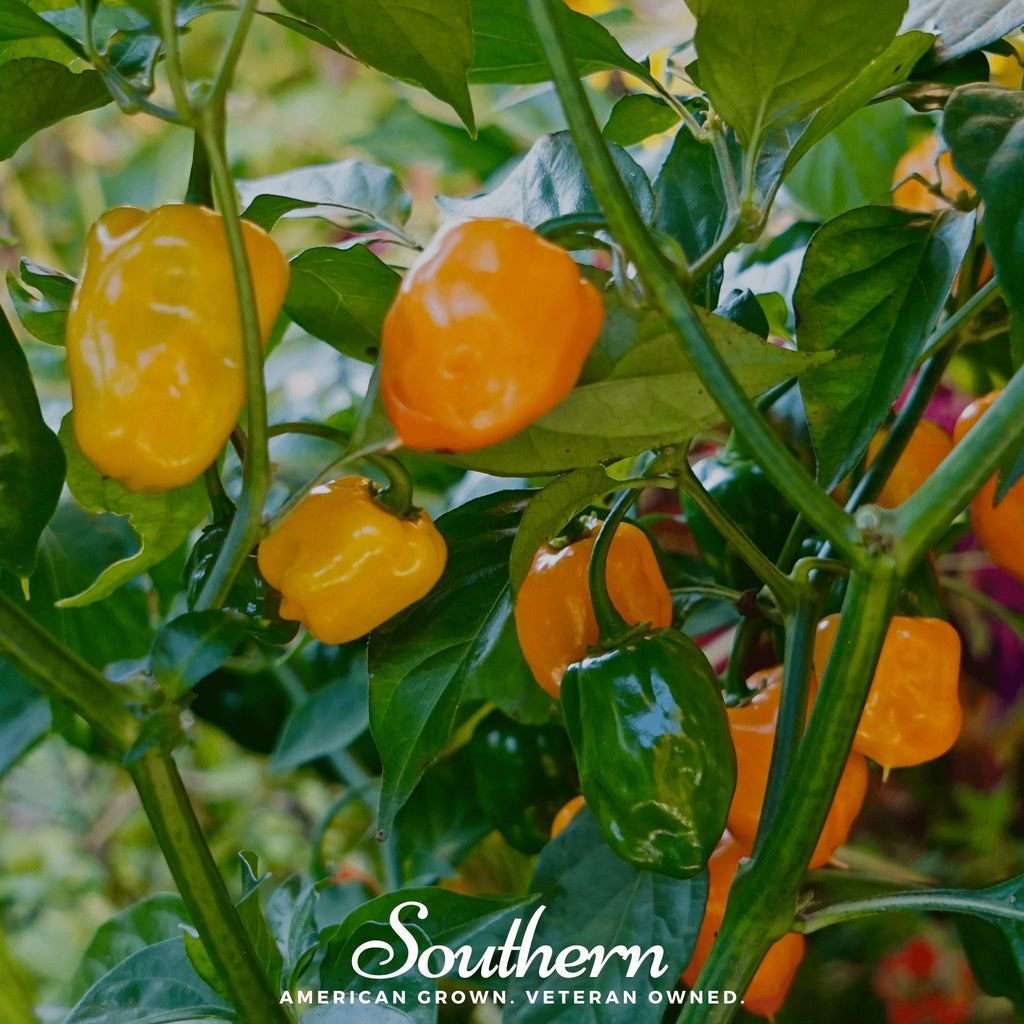 Orange Habanero Pepper – 30 Seeds | | Wiccan Center