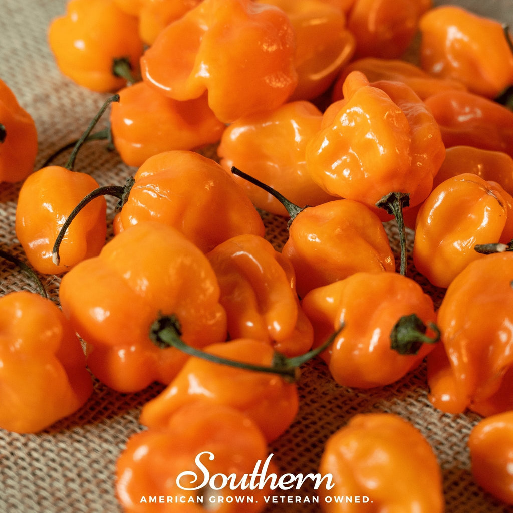Orange Habanero Pepper – 30 Seeds | | Wiccan Center