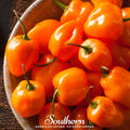 Orange Habanero Pepper – 30 Seeds | | Wiccan Center