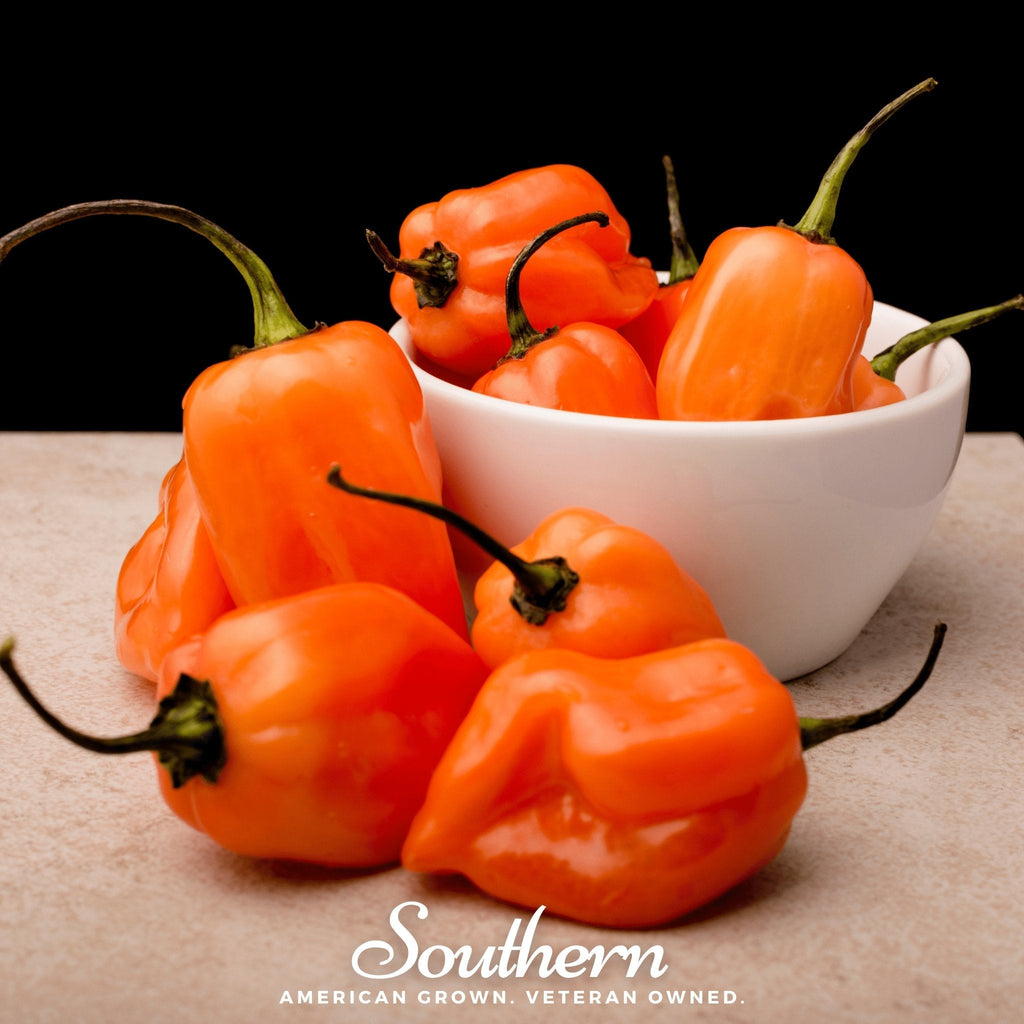 Orange Habanero Pepper – 30 Seeds | | Wiccan Center