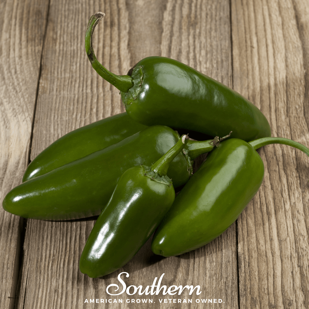 Jalapeño Early Pepper – 25 Seeds | Seeds | Wiccan Center