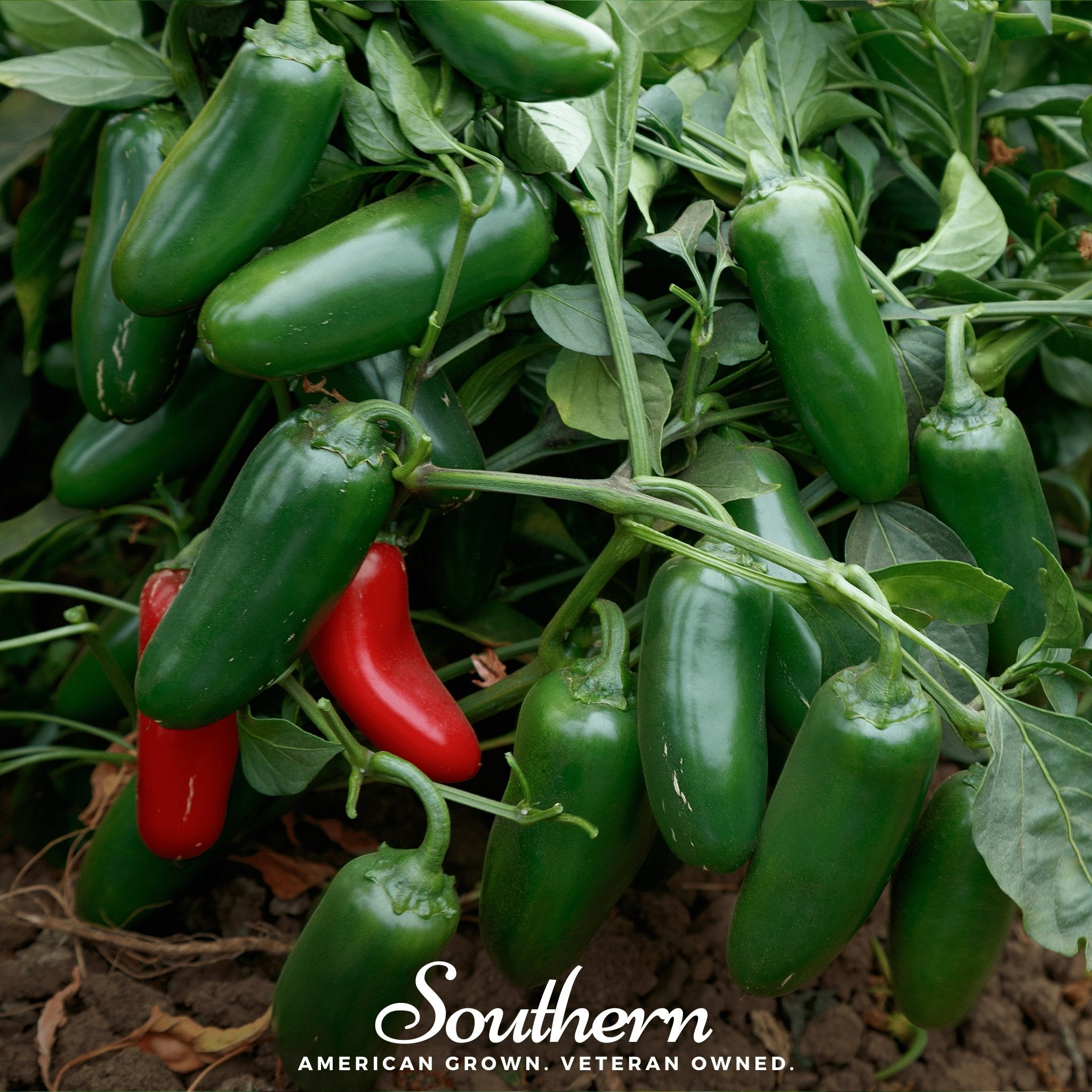 Jalapeño Early Pepper – 25 Seeds | Seeds | Wiccan Center
