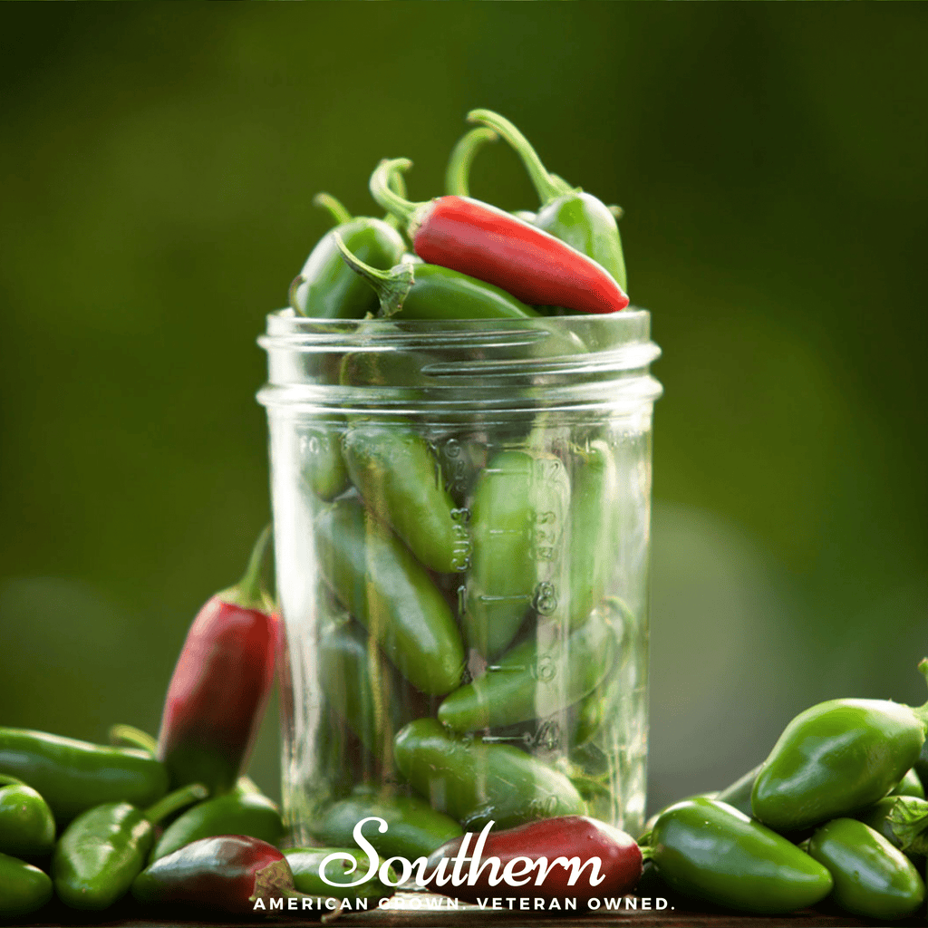 Jalapeño Early Pepper – 25 Seeds | Seeds | Wiccan Center